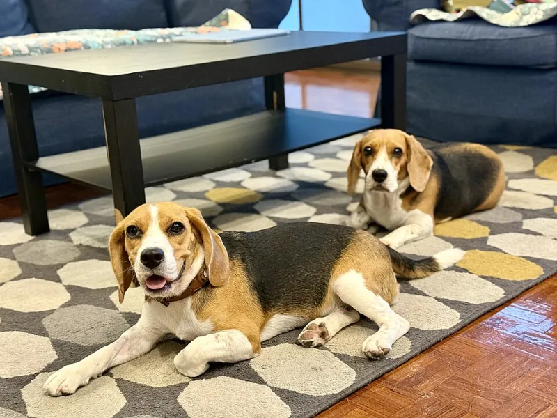 Paws, Carriers, and New Beginnings: How to Relocate Safely With Your Pets
